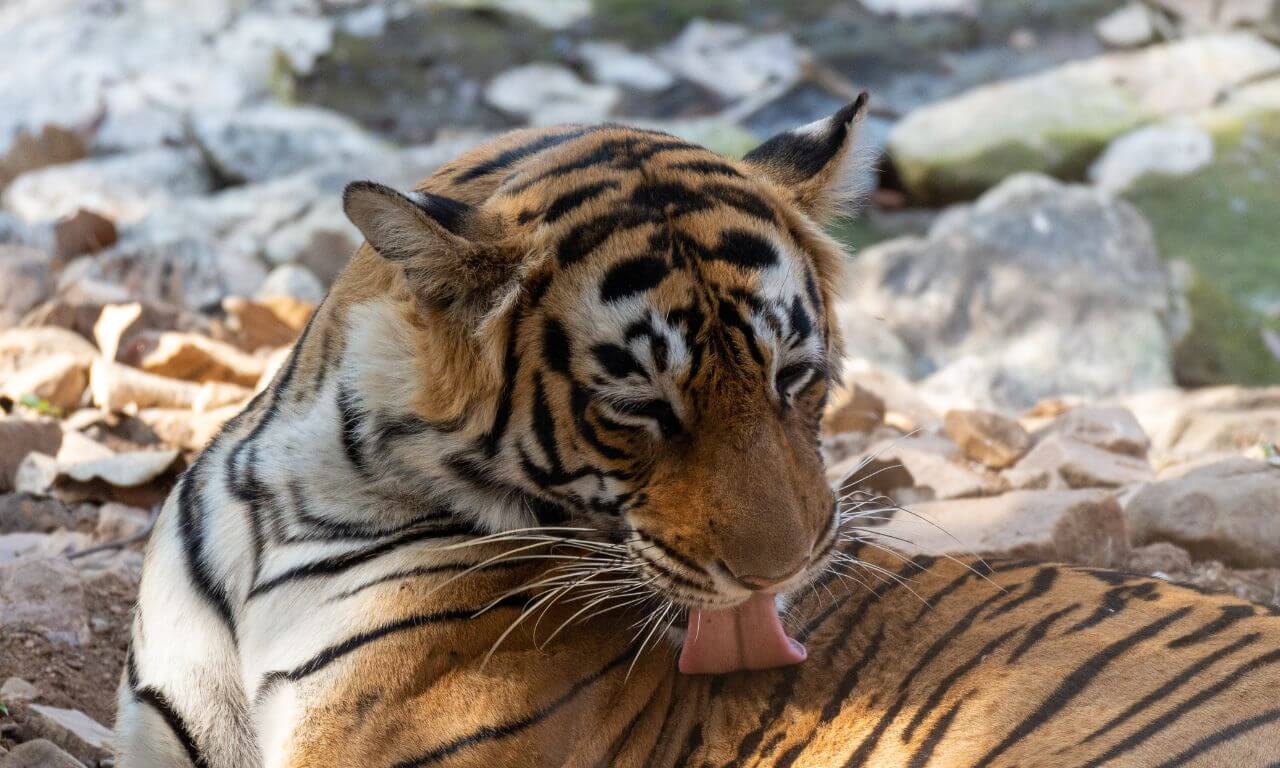 India_Ranthambore_Tigre_Sulla_scia_dei_Moghul_e_la_tigre