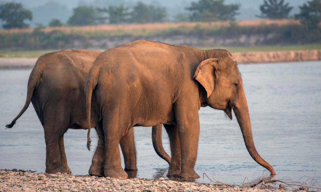 Nepal_Chitwan_Elefante_Regno_dei_Malla