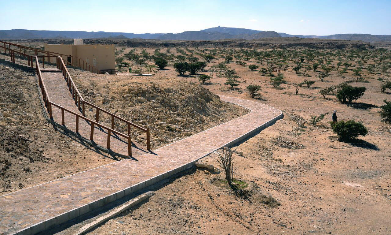 Oman_Wadi_Dawkah_Foresta_incenso_Sulle_tracce_incenso