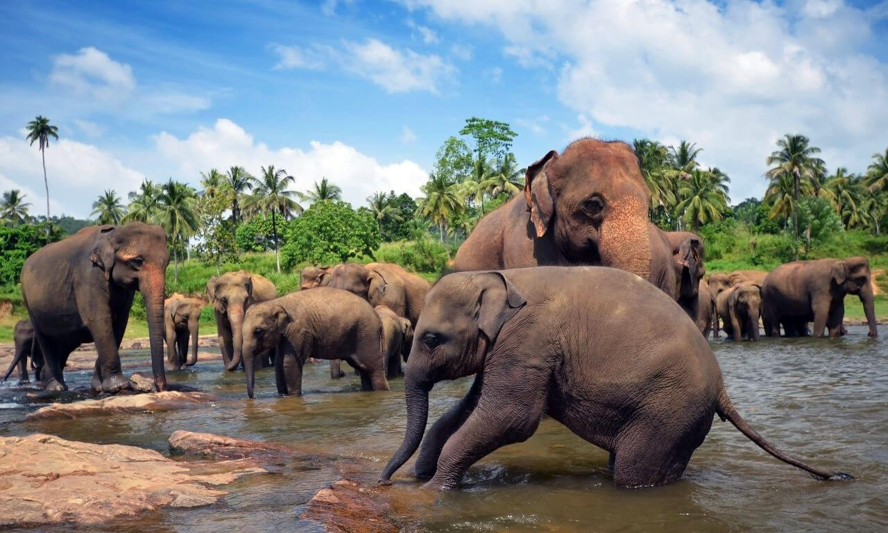 Sri_Lanka_Elefanti_Magia_della_bellezza
