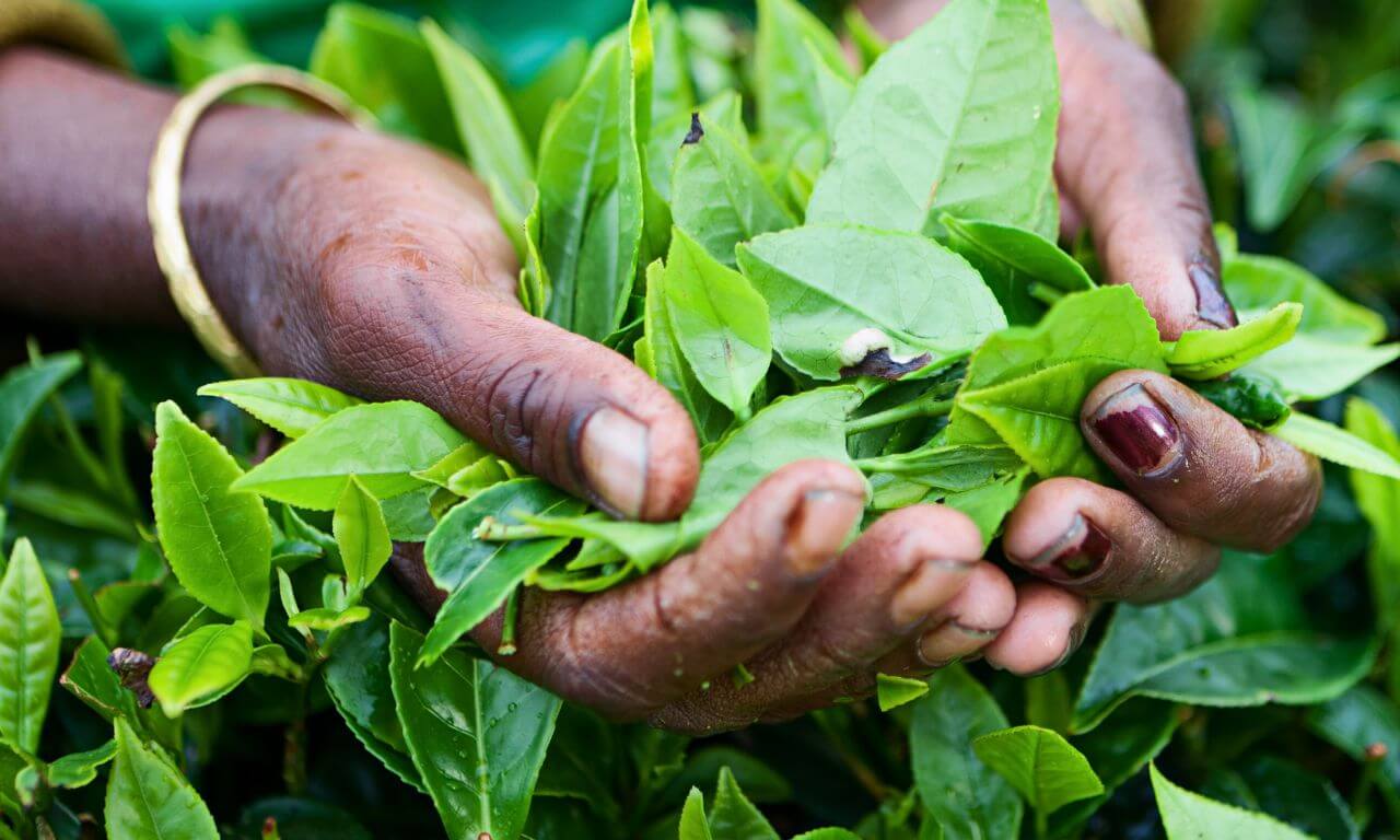 Sri_Lanka_Foglie_te_Tesori_nascosti