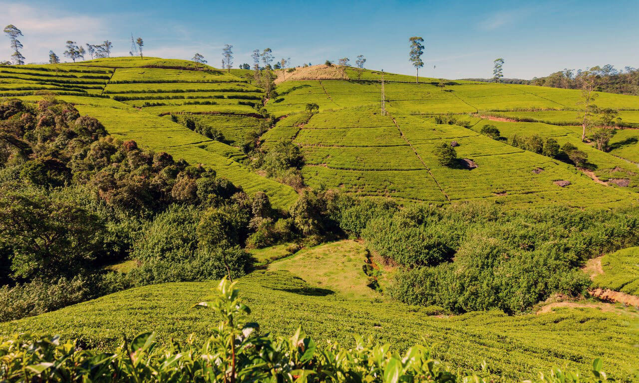 Sri_Lanka_Nuwara_Eliya_Armonia_della_natura