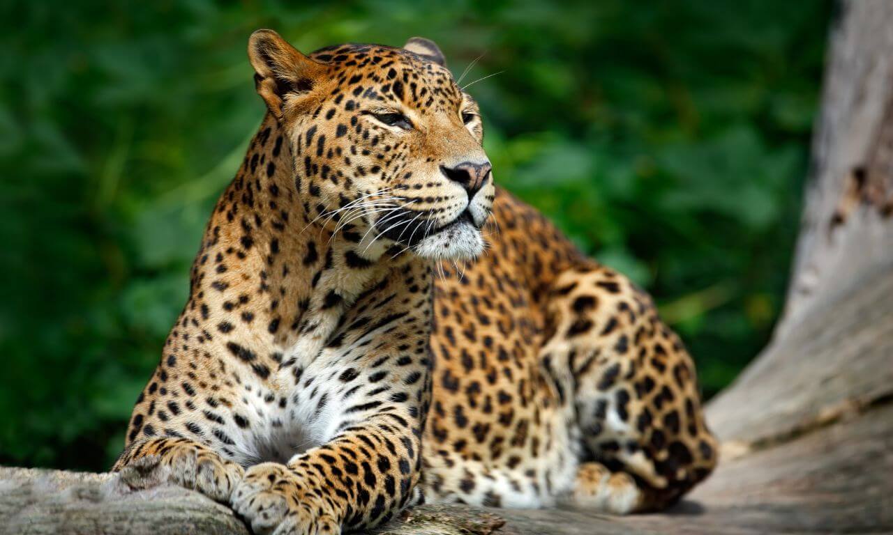 Sri_Lanka_Parco_nazionale_Yala_Armonia_della_natura