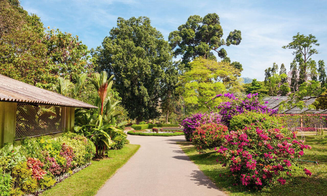 Sri_Lanka_Royal_Botanical_Gardens_Antichi_sentieri