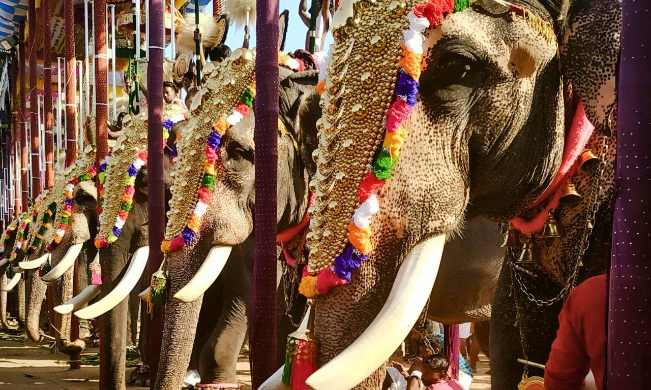 India_Colori_del_Sud__Kerala_Elefanti_carosello